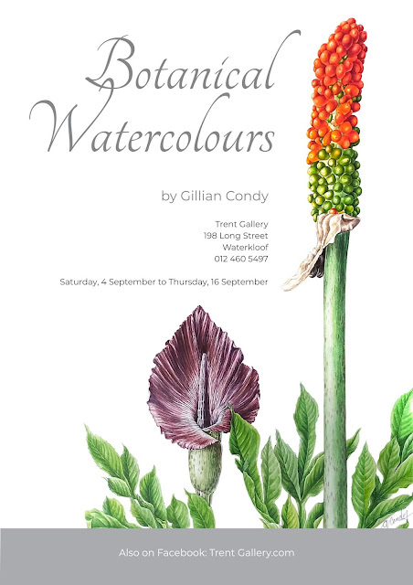 Botanical watercolours solo exhibition by Gill Condy sept 2021