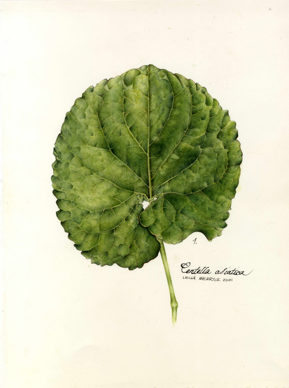 Leigh Merryck – Centella asiatica