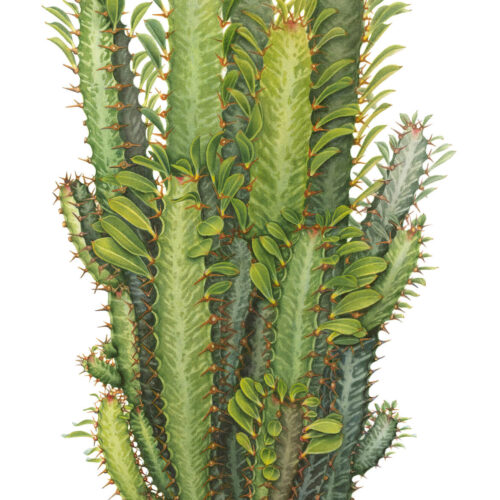 Euphorbia_trigona-Gail-de-Smidt